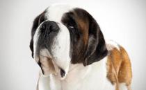 圣伯納犬如何訓練？圣伯納犬怎么養？