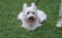 西高地白梗多少錢一條？西高地白梗怎么養(yǎng)？