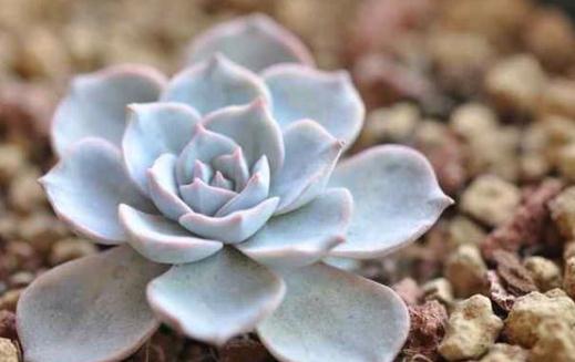 藍(lán)石蓮的養(yǎng)殖方法-藍(lán)石蓮是什么?