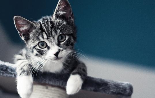 虎斑貓的簡介-虎斑貓怎么養？