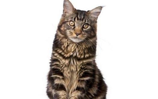 緬因貓怎么養(yǎng)?緬因貓的生活習性