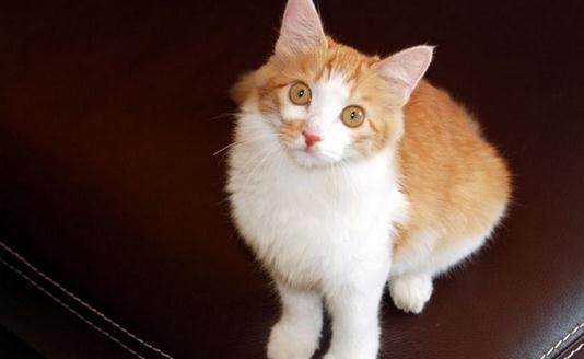 土耳其安哥拉貓的生活習性是什么？