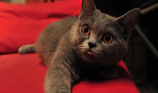 英國短毛貓的簡介-英國短毛貓怎么養？