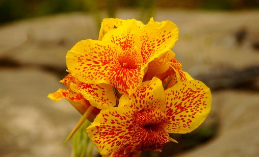 蝴蝶蘭的作用-蝴蝶蘭怎么養(yǎng)殖？