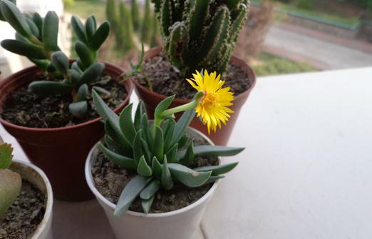 黃花照波的簡介-黃花照波的養(yǎng)殖方法