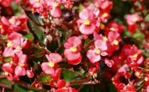 秋海棠怎么養殖？秋海棠的簡介