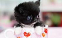 什么是茶杯貓？茶杯貓的生活習性