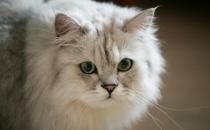 金吉拉貓多少錢一只？金吉拉貓怎么養？