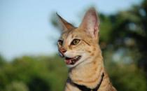 薩凡納貓多少錢一只？薩凡納貓怎么養？