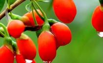 男性養生冬季進補壯陽的六大食物