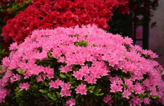杜鵑花的介紹-杜鵑花如何養護?