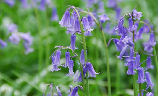 風信子是什么？風信子對家居環境的影響