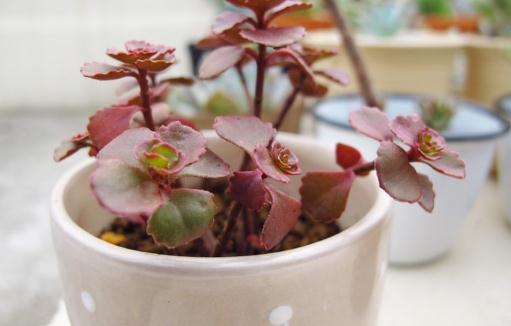 小球玫瑰是什么?小球玫瑰的養(yǎng)殖方法