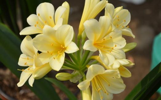 君子蘭如何養護?君子蘭的介紹