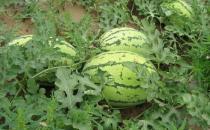 黑美人是什么？黑美人怎么養護？