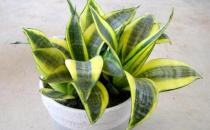 虎皮蘭對(duì)家居環(huán)境的影響-虎皮蘭是什么？