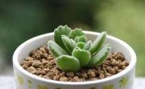 熊童子的養(yǎng)殖方法-熊童子是什么？