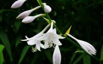 玉簪花的簡介-玉簪花怎么養殖？