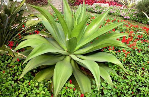 龍舌蘭的介紹-龍舌蘭對家居環(huán)境的影響