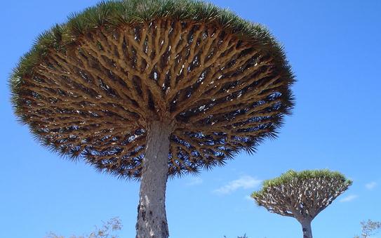 龍血樹是怎樣的?龍血樹的作用