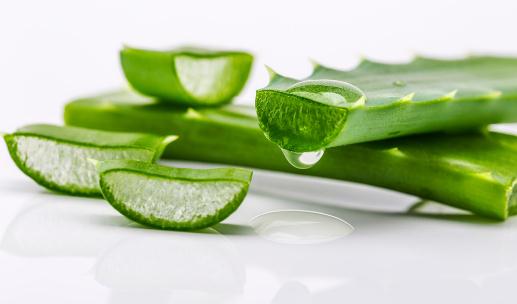 蘆薈的花語-蘆薈的養(yǎng)殖方法