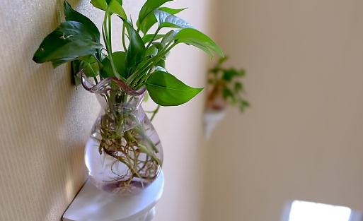 綠蘿是什么？綠蘿的自我介紹