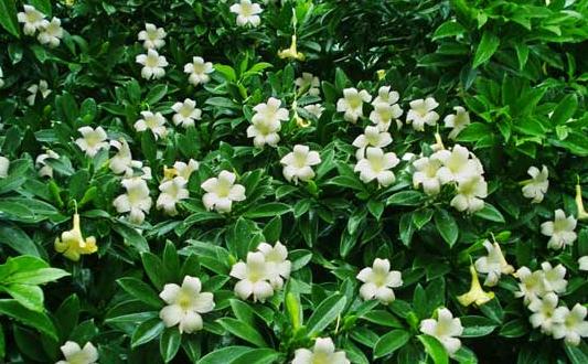 非洲茉莉的養(yǎng)護技巧-非洲茉莉是怎樣的?