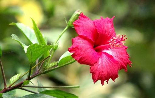 扶桑是怎樣的？扶桑如何養護？