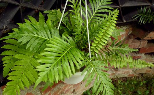 富貴蕨是什么？富貴蕨的養(yǎng)護(hù)方法