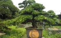 羅漢松是什么？羅漢松怎么養護？