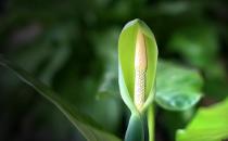 滴水觀音是什么？滴水觀音怎么養護？