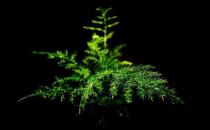 文竹的介紹-文竹的養護方法