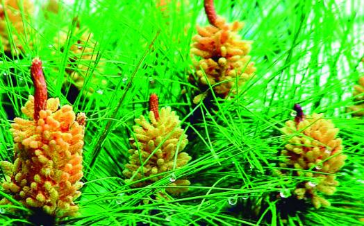 馬尾松的養殖方法-馬尾松是什么?