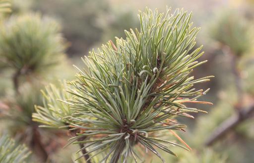 五針松的養殖方法-五針松是什么？