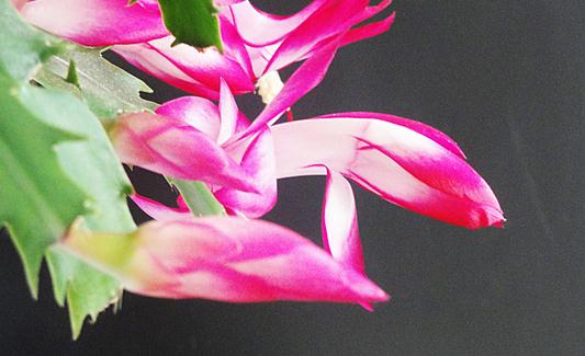 蟹爪蘭的介紹-蟹爪蘭對(duì)家居環(huán)境的影響