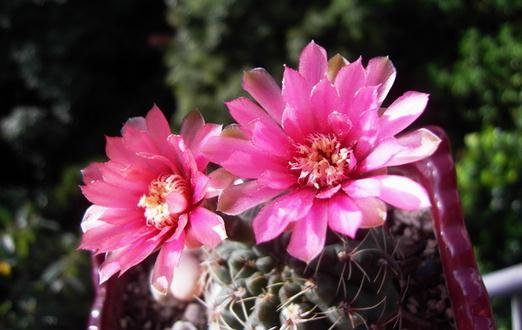 緋花玉怎么養(yǎng)殖?緋花玉的簡介