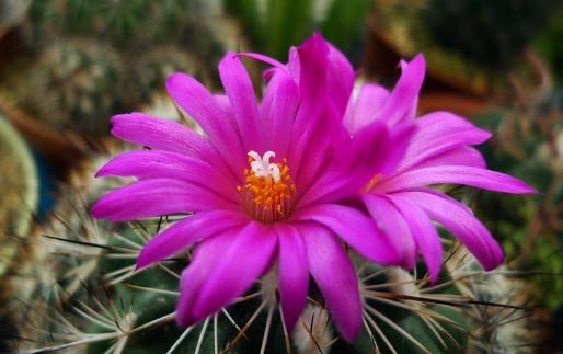 紅梅殿是什么？紅梅殿的養殖方法