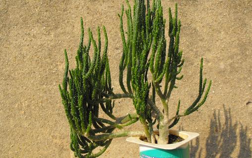 姬珊瑚怎么養殖?姬珊瑚的簡介