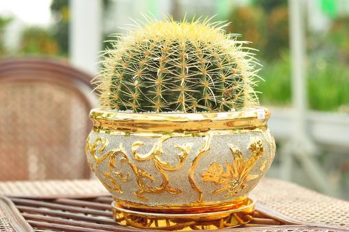 金琥的養(yǎng)殖方法及注意事項(xiàng)-金琥簡(jiǎn)介