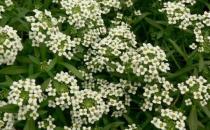 香雪球的養(yǎng)殖方法及注意事項