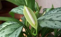 銀皇后是什么？銀皇后的養護技巧