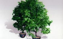 元寶樹的介紹-元寶樹的養(yǎng)護(hù)方法