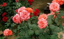 月季花的功效-月季花的養(yǎng)殖技巧