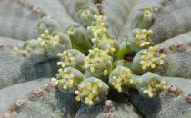 布紋球的簡介-布紋球的養殖方法