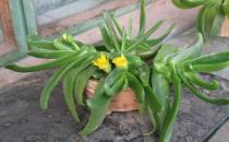 佛手掌是什么？佛手掌的養殖方法