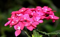 虎刺梅的養(yǎng)殖方法及注意事項(xiàng)