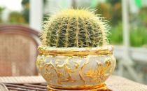 金琥的養殖方法及注意事項-金琥簡介