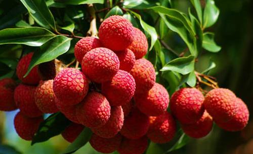 什么能補腎 男人最該吃什么水果