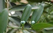 竹柏的養殖方法-竹柏在家居中的作用