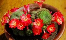 子孫球的養(yǎng)殖方法-子孫球是什么？